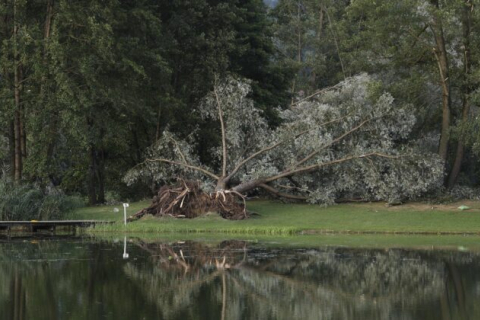 Падающие деревья убили 5 человек во время штормов, обрушившихся на Австрию