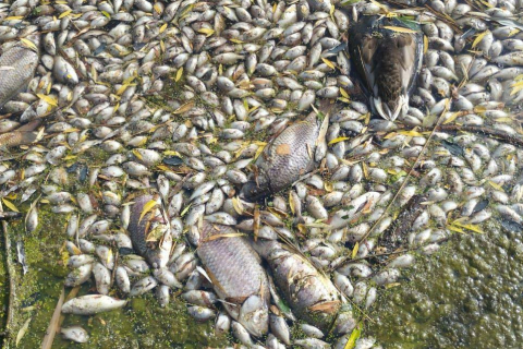 Известна причина массовой гибели рыб и птиц в Донецке
