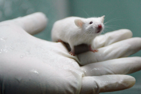 У лабораторных крыс пороки развития ребер после вакцинации Covid: документы клинических испытаний Moderna