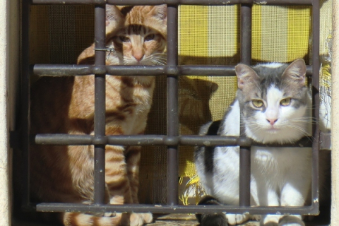 Тайська поліція врятувала 90 кішок від поїдання