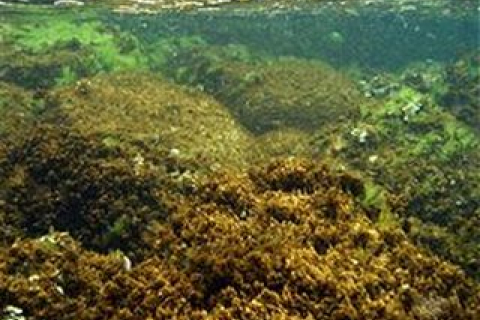 В прибрежных водах Сицилии появились «водоросли-убийцы»