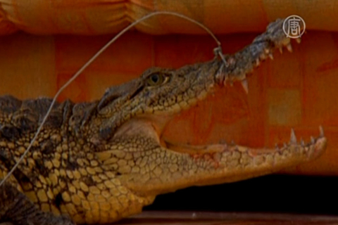 У квартирі в Іркутську тримають нільського крокодила
