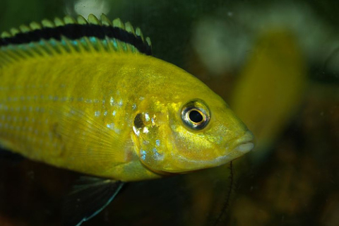 Акваріумні рибки, як виявляється, мають непогану пам'ять
