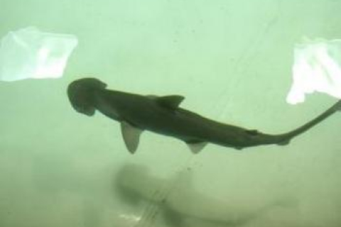 У ТЦ Ocean Plaza акула-лопата залягла на дно