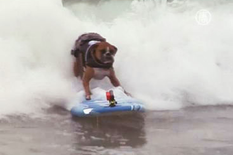 У Каліфорнії провели змагання для собак-серфінгістів