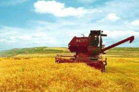 Єгипет викреслить Україну зі списку постачальників пшениці на 2013 рік