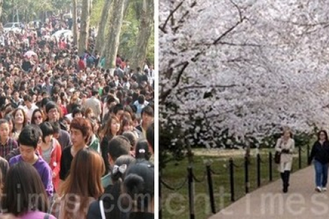 На празднике цветения вишни в Китае людей больше, чем цветков, или Отдых по-китайски