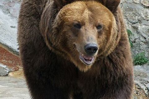 Медведица похитила у жителя США мешок семечек