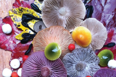 Художниця Джилл Блісс перетворила дикі гриби на яскраві витвори мистецтва