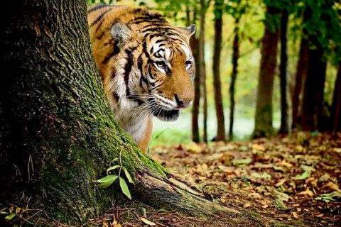 Индия: мать сражалась с тигром голыми руками, чтобы спасти своего ребенка