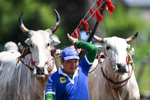 Вьетнам: популярные гонки на быках возвращаются