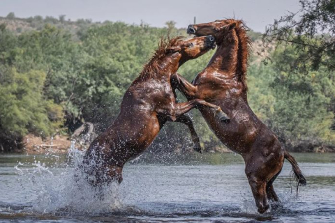 Фотограф преодолевает жару и змей в Аризоне, чтобы сделать невероятные снимки диких лошадей