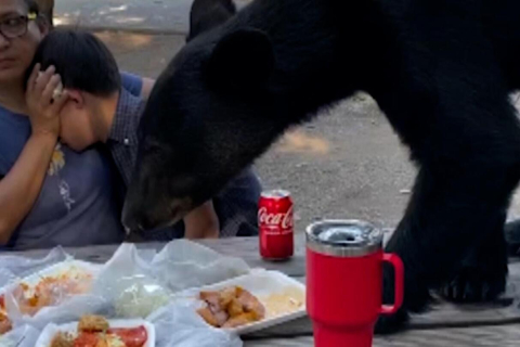 Медведь прервал пикник матери и сына в Мексике