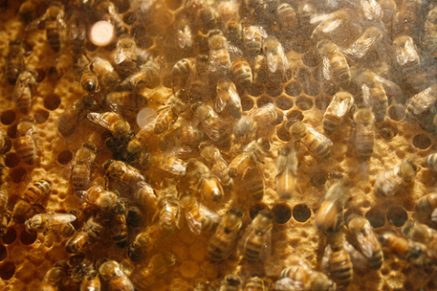 Для пчёл и шмелей в Польше построят гостиницы