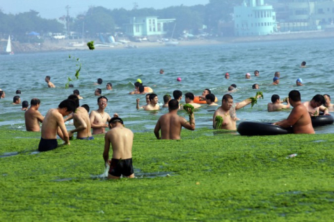 Китайские пляжи заполнили зелёные водоросли