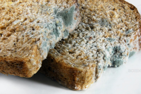 Чи можна їсти «чисту» частину цвілого хліба?