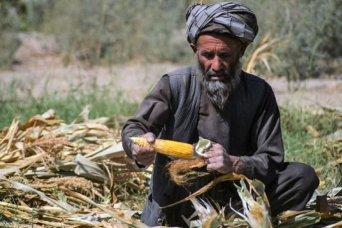 «Афганцы вынуждены выбирать между миграцией и голодом», — ООН