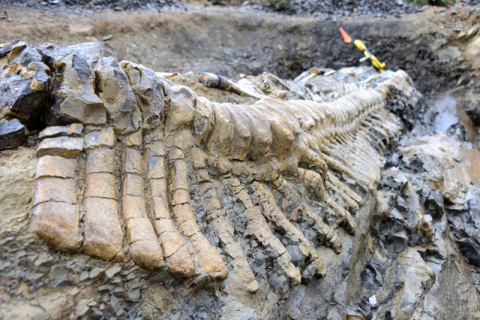 Хвост динозавра обнаружили на севере Мексики
