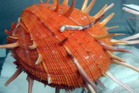 Уникальная коллекция морских раковин (фотообзор)