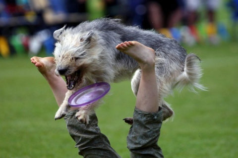 Фоторепортаж: Конкурс по фрисби среди собак