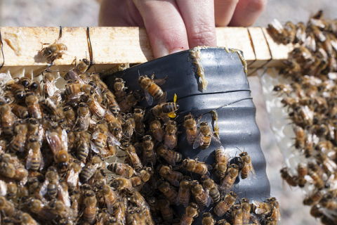 Прополис — «пчелиный клей» как сильнейший натуральный антибиотик