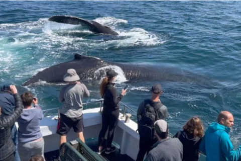 Троица горбатых китов полчаса развлекала туристов-фотографов на судне. ФОТОрепортаж