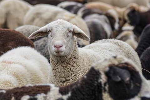 В Китае овцы ходят кругами, не останавливаясь, и никто не знает причины