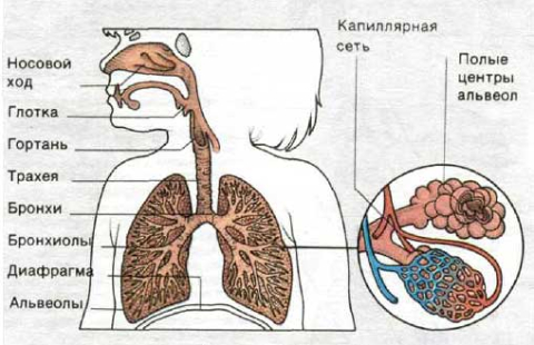 Органы верхних дыхательных путей человека фото