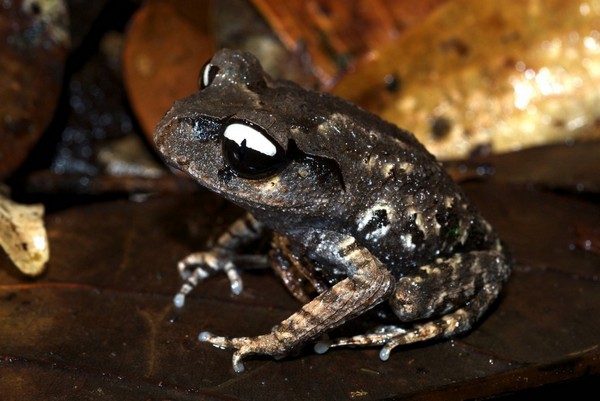 Лягушка «Инь-Ян» «Leptobrachium leucops». Фото: Jodi J. L. Rowley/Australian Museum