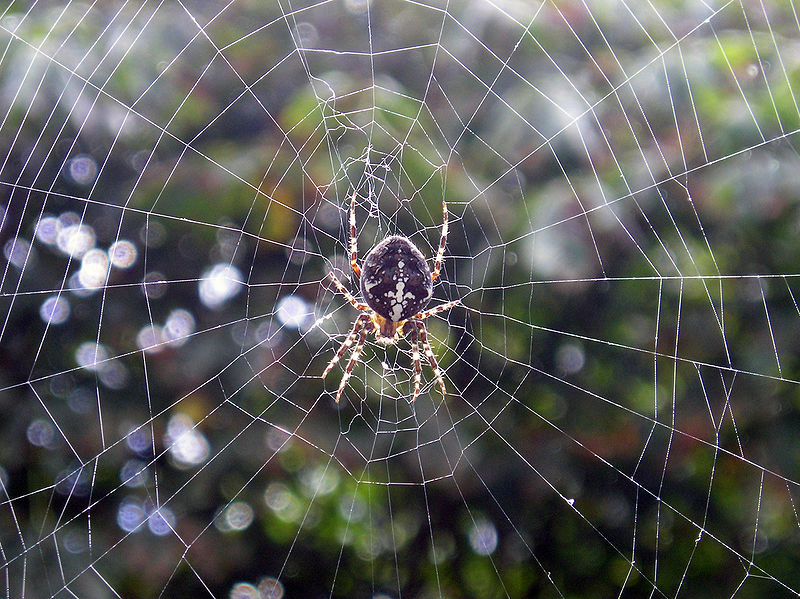 800px-Spider_vdg.jpg