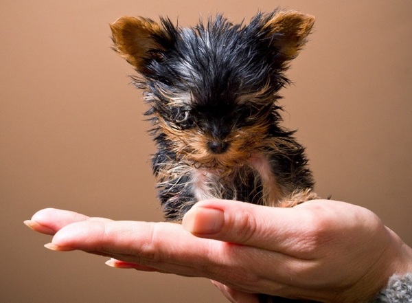 Фото топ самых маленьких собак в мире фото